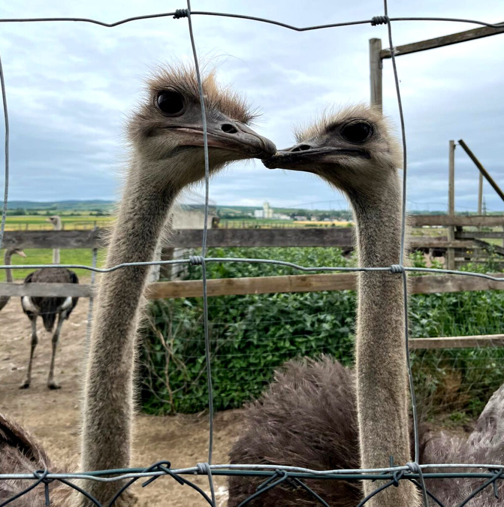 Straußenfarm Wetzelsdorf