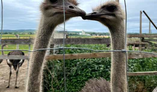 Ausflug zur Straußenfarm Wetzelsdorf