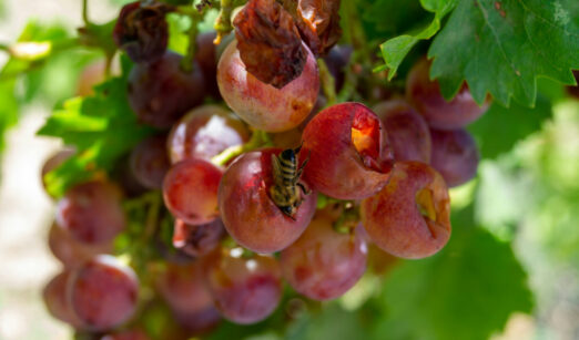 Herbstvorrat wie früher – Warum die Oma die Trauben in den Keller hing