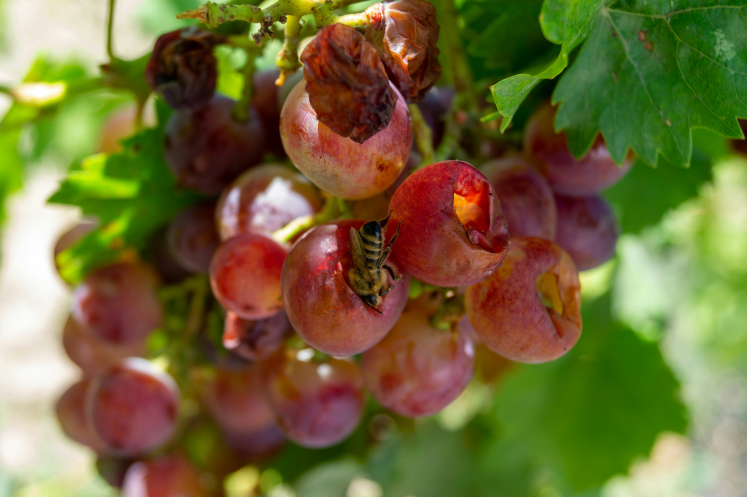 Weintrauben Vorrat wie früher