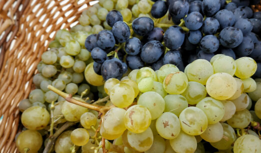 Traubenkompott – ein Klassiker aus Großmutters Küche