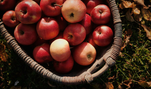 Herbstzeit ist Apfelzeit – und kaum einer kann sich dem süßen Duft entziehen.