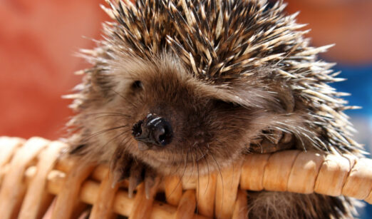 Winterquartiere für unsere kleinen Gartenhelden