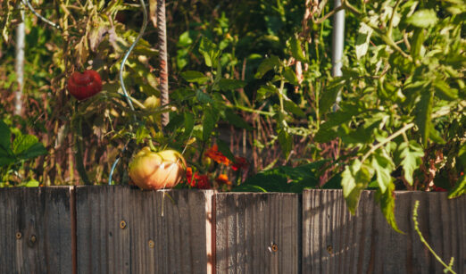 Der Weinviertler Garten – Zwischen Zaya, Lössboden und Gartenzaun