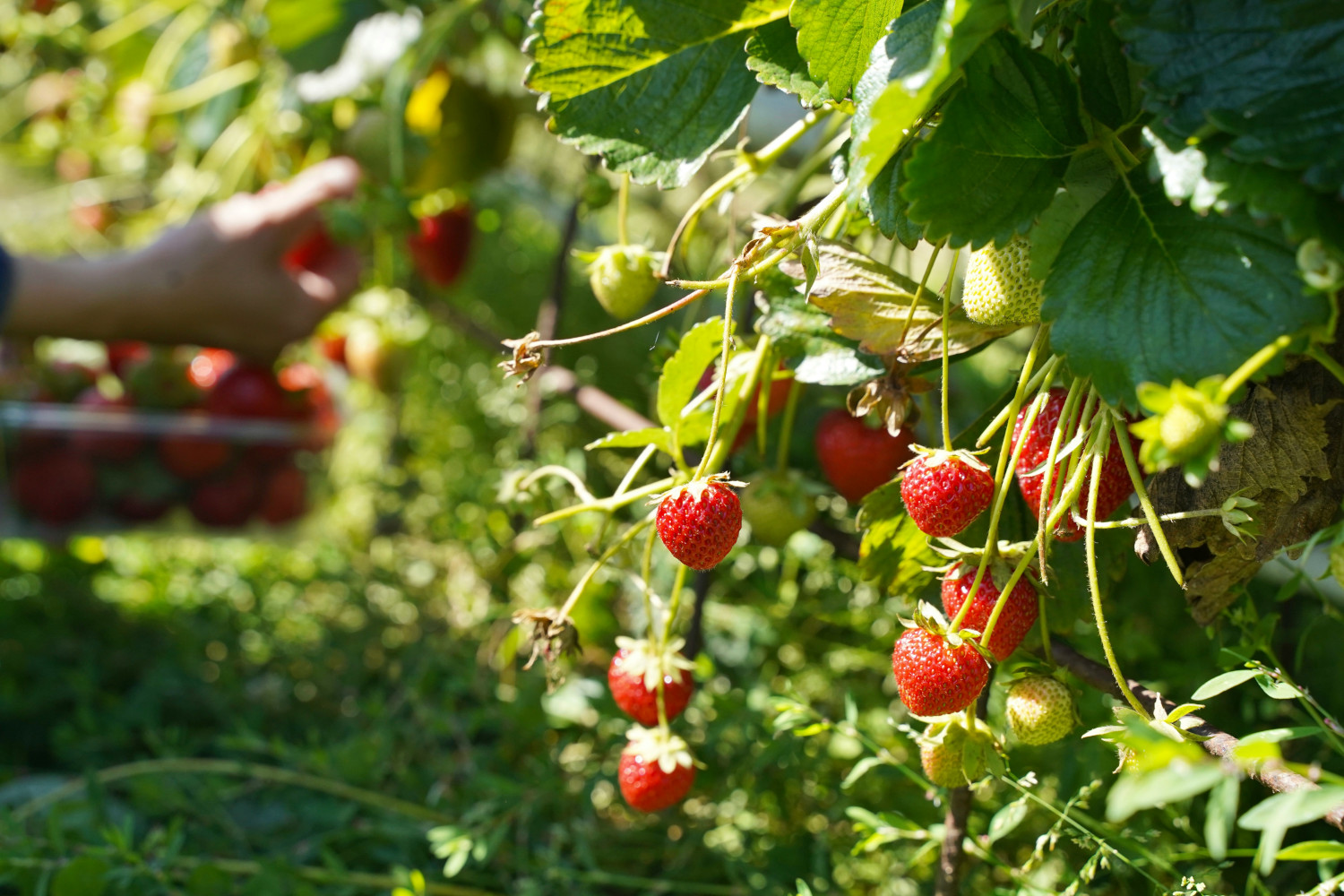 Bauerngarten Weinviertel